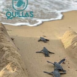 7 Quillas — donativo ACT 22 / ACT 60