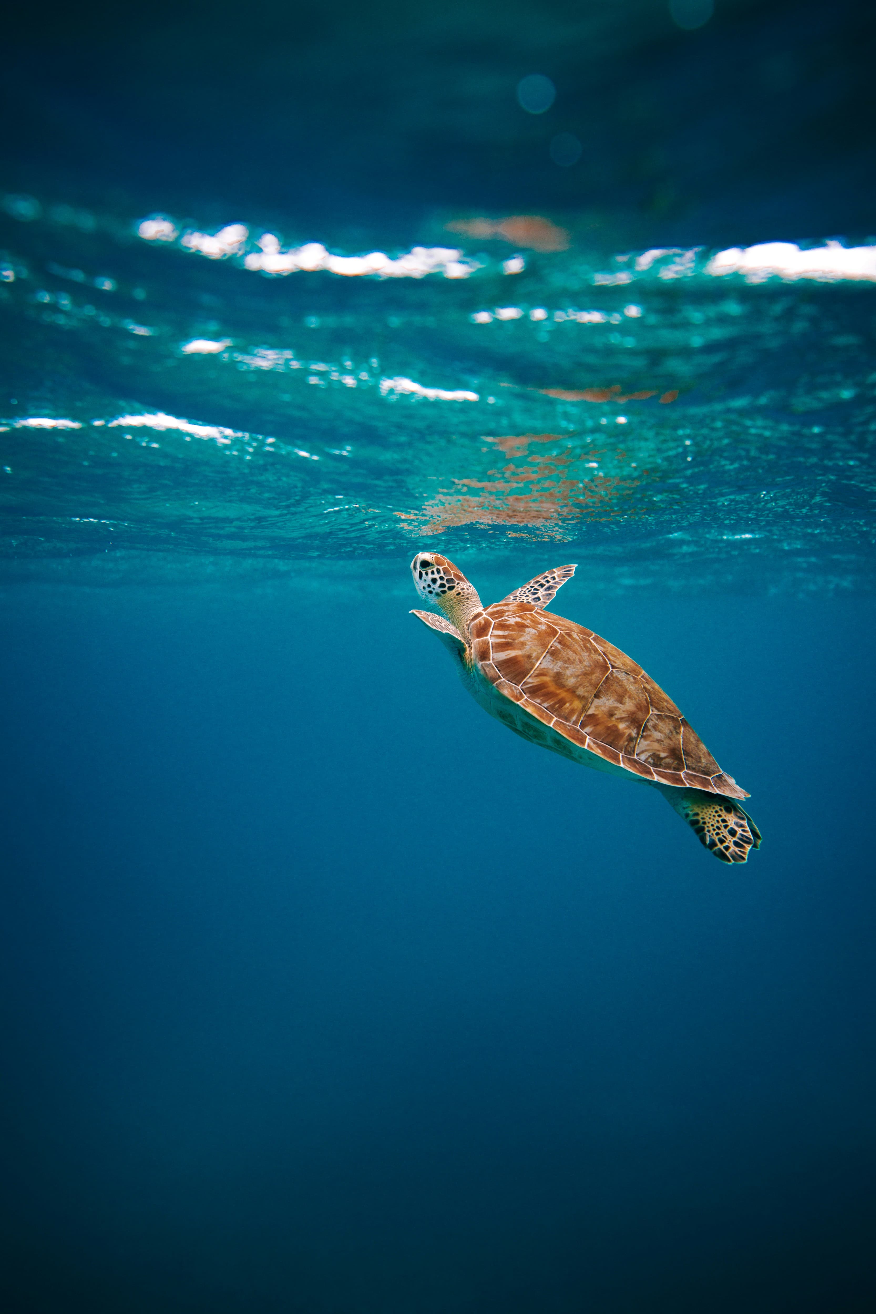 Tortuga marina nadando en aguas cristalinas — conservación
