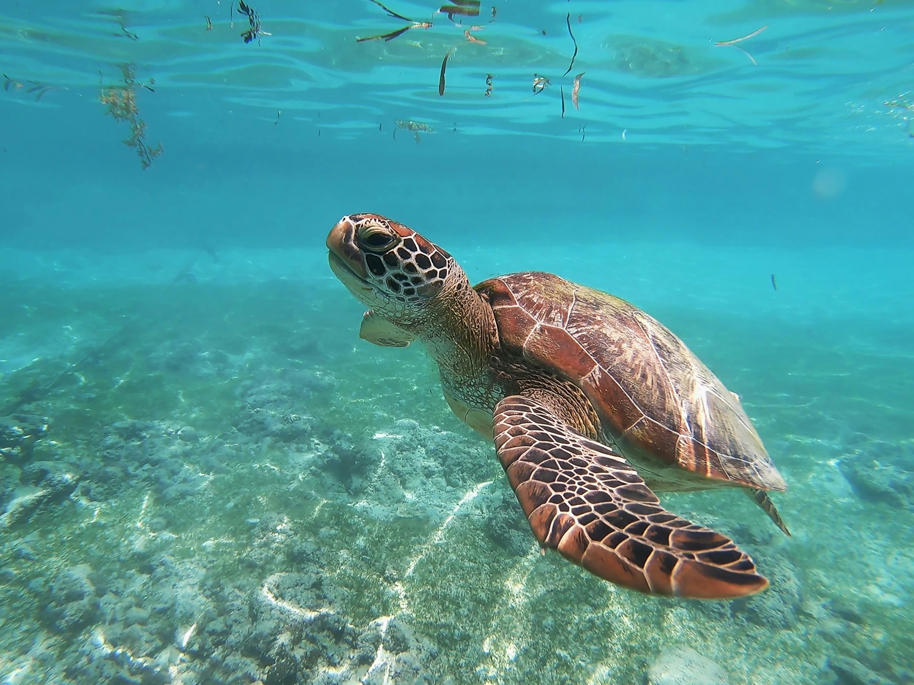 Tortuga marina — labor voluntaria y conservación